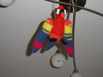 Lori mein Papagei , an der Wohnzimmerlampe.