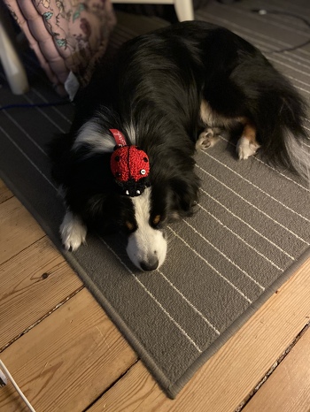 Richtig gute Anleitung ich bin begeistert