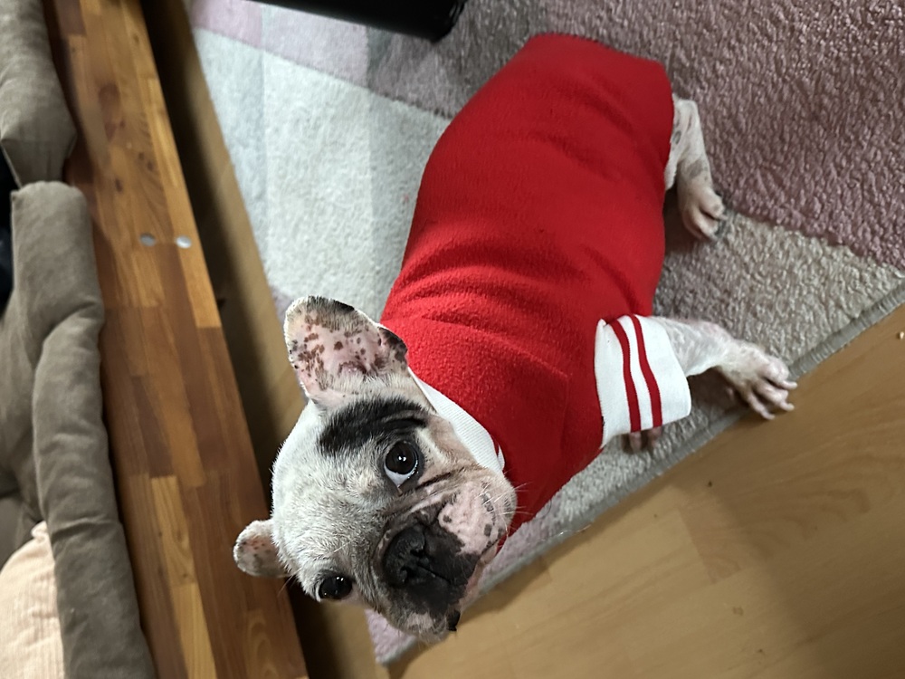 MOPS &amp; CO. Hund Sweater Pulli mit Schnittmuster in 10 Größen - Nähanleitung Welpen bis kräftigen Hund firstloungeberlin
