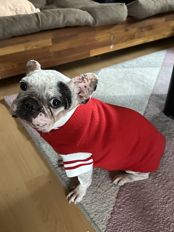 MOPS &amp; CO. Hund Sweater Pulli mit Schnittmuster in 10 Größen - Nähanleitung Welpen bis kräftigen Hund firstloungeberlin
