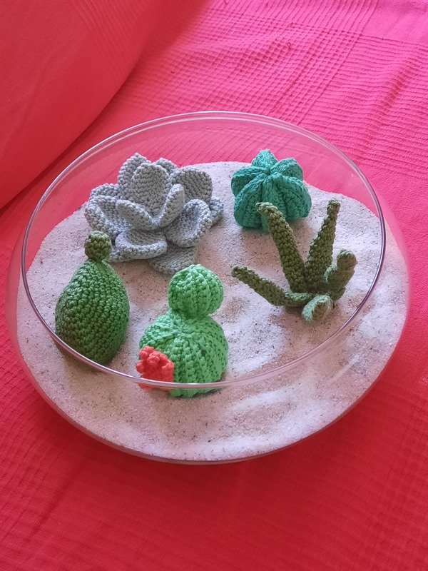 Sukkulenten und Kakteen