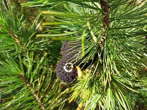 Häkelanleitung: Anton, die kleine Amsel