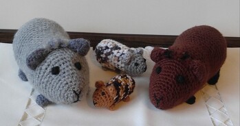 Familie Meerschweinchen