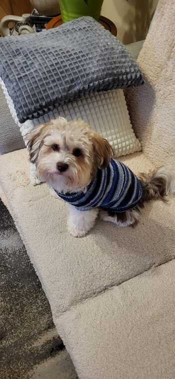 Tolle Anleitung, passt mein Bolonka Joschy prima.