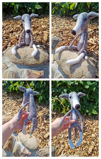 Whippet