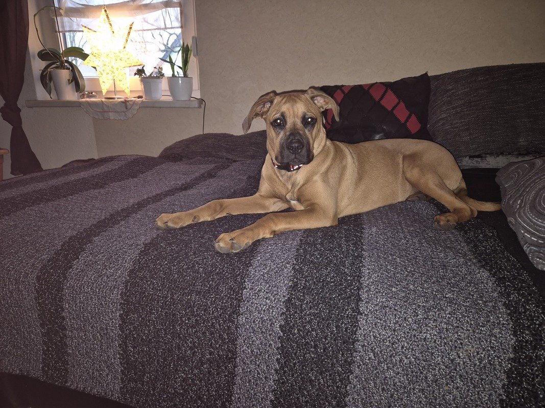 Buddy Blanket - Häkeldecke in Reihen *anfängerfreundlich*