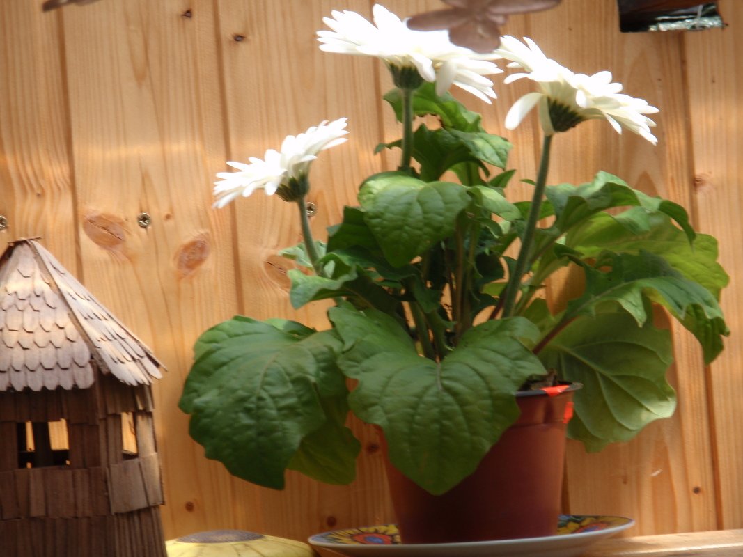 Schnell und leicht gehäkelte Turnschuhe Häkelanleitung