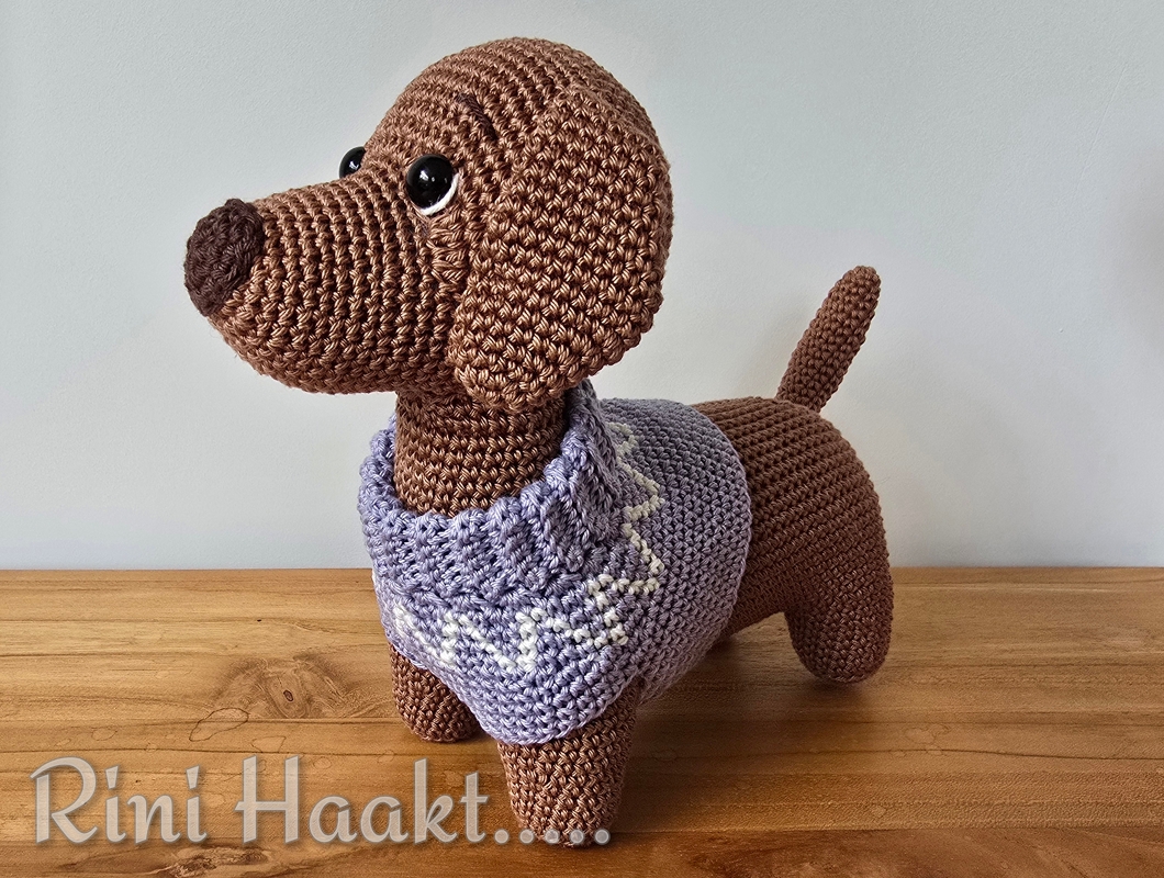Dachshund Puppy