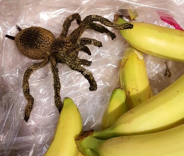 Gehäkelte braun-goldene Spinne neben gelben Bananen auf Plastikfolie