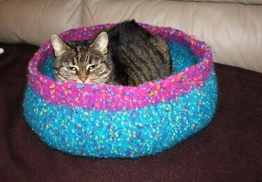 Gestreifte Hauskatze liegt in rundem, blau-pink gefilztem Katzenbett