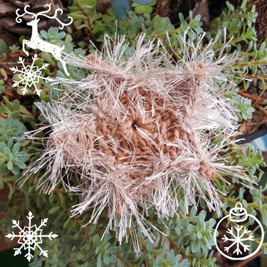 Detailaufnahme eines gehäkelten Sterns mit flauschigem Garn in Beige und Hellbraun, auf grünen Sukkulenten liegend, mit dekorativen Wintergrafiken am Bildrand.