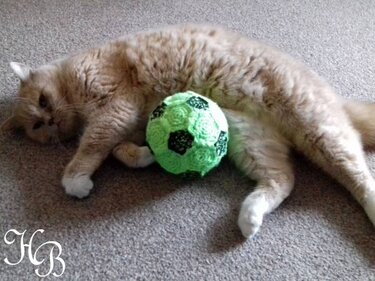 Beige Katze liegt auf Teppich neben handgefertigtem grün-schwarzem Fußball-Katzenspielzeug