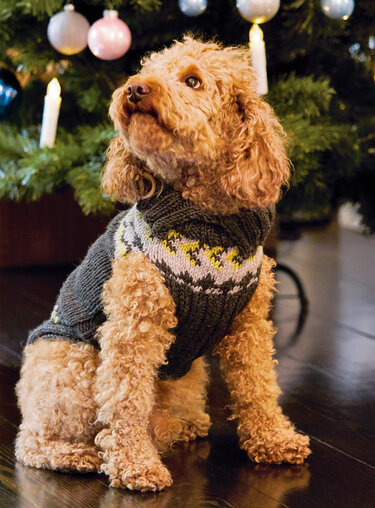 Brauner, lockiger Hund trägt grauen Strickpullover mit weiß-gelbem Muster vor Weihnachtsbaum.