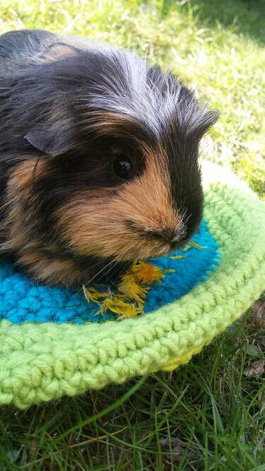 Meerschweinchen auf gehäkeltem Haustierkissen, knabbert Löwenzahn, Nahaufnahme.