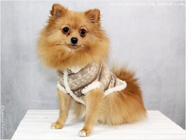 Kleiner, plüschiger Hund trägt einen gemusterten, gestrickten Pullover mit hellem, flauschigem Futterrand.