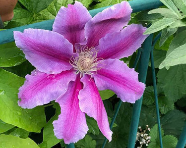 Oberarme ADE "ANGELIKA" - Häkeln