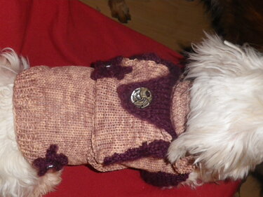 Kleiner weißer Hund trägt rosa-beigen gestrickten Mantel mit violettem Rand und Zierknöpfen