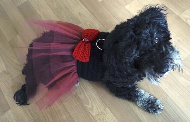 Crochet Pattern for the Dog Harness with Tulle Dress!