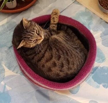 Häkelanleitung Marions gefilzter Katzenkorb