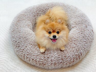 Hunde Bett BUDDY H&auml;kelanleitung PDF - Häkeln