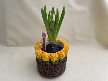 Hyazinthenknospe in braun-gelb-grün gehäkelter Topfhülle vor hellem Hintergrund.