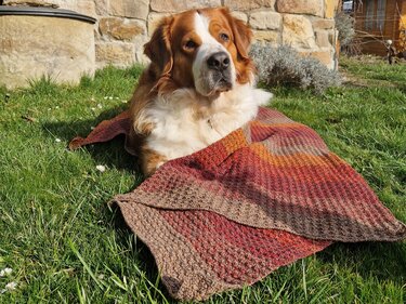 Braun-weißer Hund liegt auf Gras, teils bedeckt von gehäkelter Decke in Rot-, Orange- und Brauntönen