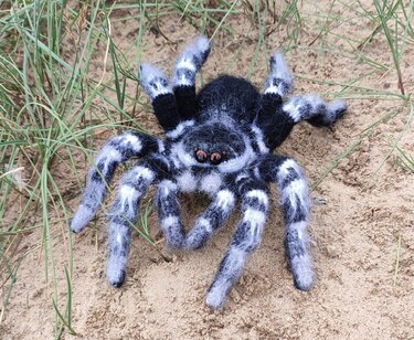 Crocheted Brazilian Whiteknee tarantula. Crochet pattern