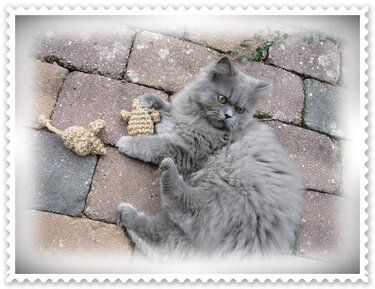 Graue Katze neben zwei kleinen gehäkelten Mäusen auf Pflastersteinen zum Größenvergleich