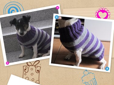 Strickanleitung Hundepulli mit Kragen