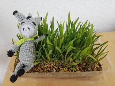 Gehäkelte kleine Tierfigur in Grau mit schwarzem Detail und grünem Halstuch neben einer Kunststoffschale mit Keimlingen