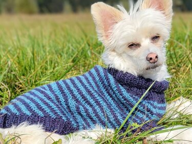 Strickanleitung Hundepullover Maritime Woof