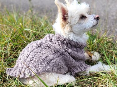 Strickanleitung Hundepullover Tweed Woof