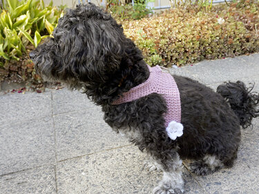Crochet Pattern: Dog Harness (for small dogs)