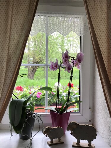 Landhausfenster mit Häkelspitze, rosa Orchideen in Töpfen, Holzschafen auf der Fensterbank und Blumen im Außenkasten