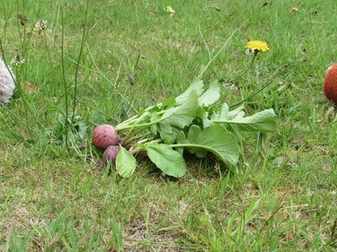 Guinea Pig Toy Knitting Pattern