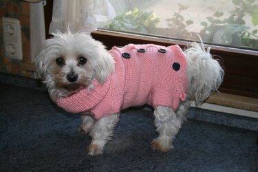 Kleiner weißer Hund trägt rosa gehäkelten Pullover mit Knopfleiste und hohem Kragen