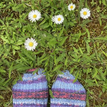 Nahaufnahme gestreifter Socken (blau-lila) auf Gras mit Gänseblümchen