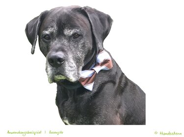 Oscar Bow Tie for Dog Collar 4 sizes Sewing Pattern