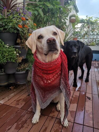 Goldener Labrador trägt ein rot-graues, gehäkeltes Dreieckstuch; schwarzer Labrador steht im Hintergrund auf Holzterrasse.