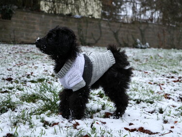 Schwarzer Hund mit gestreiftem, gehäkeltem Pullover im Schnee