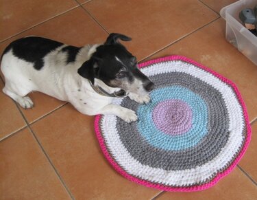 Kleiner Hund auf rundem, gehäkeltem Teppich mit bunten Ringen