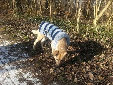 Hundemantel "Vista" - Häkeln