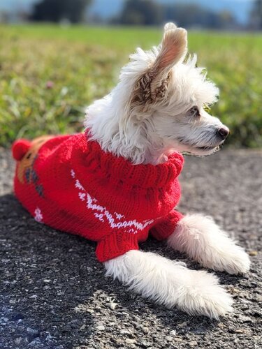 Kleiner weißer Hund in rotem gestricktem Pullover mit Rentier- und Schneeflockenmuster, liegt auf dem Boden und blickt zur Seite.