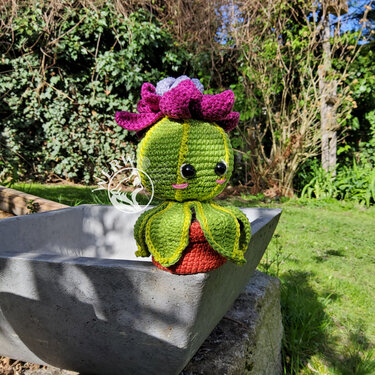 Cassy the cactus - Image 10