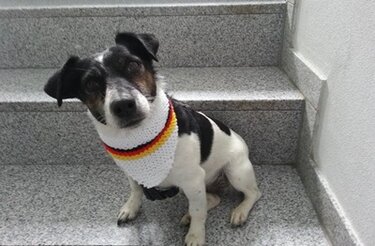 Kleiner weiß-schwarzer Hund auf Treppe mit gestricktem Halstuch in Schwarz-Rot-Gold