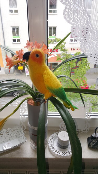 Sonnensittich PDF Datei - Bild 2