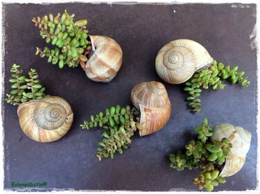 It's Schnecken-Time | bepflanzte Schneckenh&auml;user - Basteln