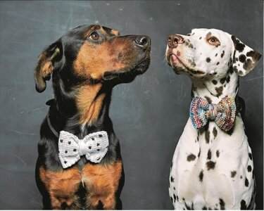 Zwei Hunde mit gehäkelten Fliegen, eine weiße mit Punkten und eine mehrfarbige