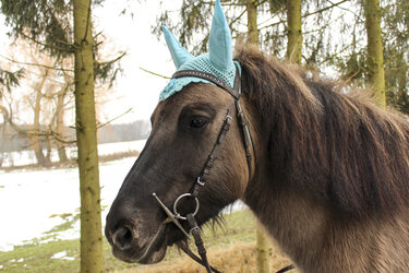 Braunes Pferd mit hellblauer gehäkelter Ohrenhaube und Trense im verschneiten Wald