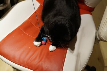 Katzenspielzeug häkeln